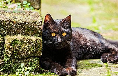 破月勇者：高手进阶讲解 想上分需要掌握这些棋子的使用